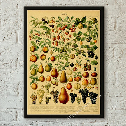 Botanical & Natural History Art Prints