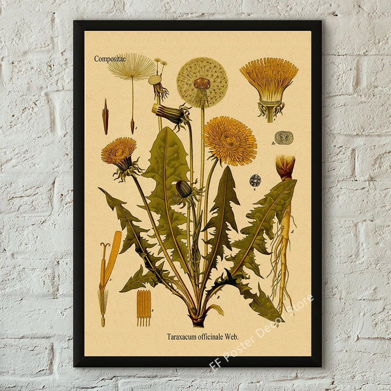 Botanical & Natural History Art Prints