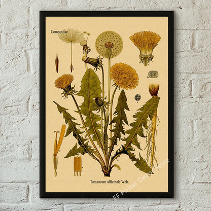 Botanical & Natural History Art Prints