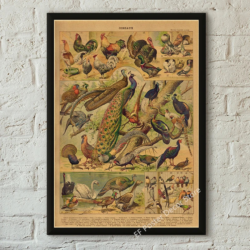 Botanical & Natural History Art Prints