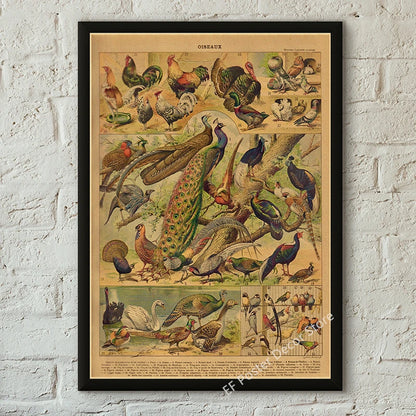 Botanical & Natural History Art Prints