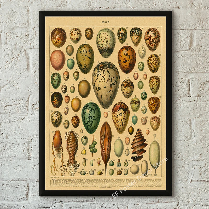 Botanical & Natural History Art Prints