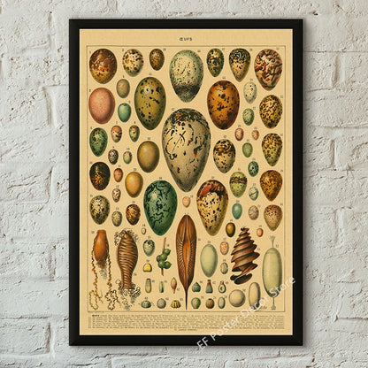 Botanical & Natural History Art Prints