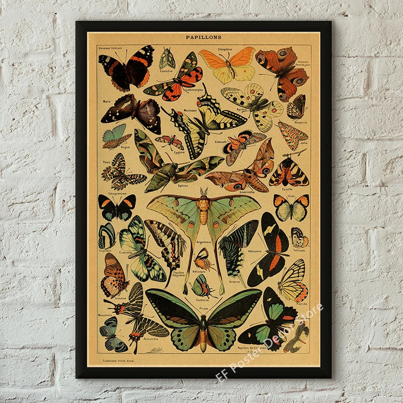 Botanical & Natural History Art Prints
