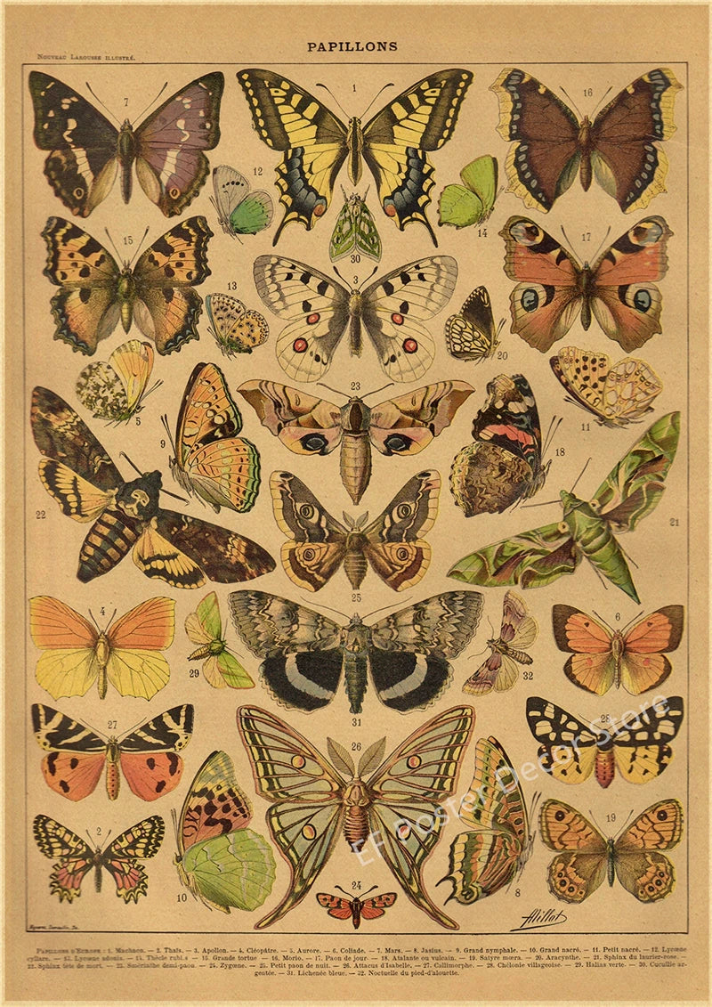 Botanical & Natural History Art Prints