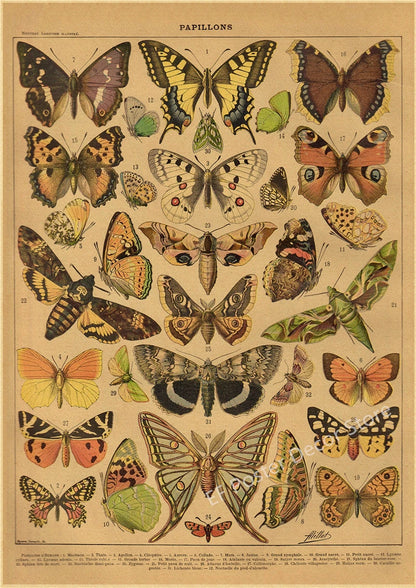 Botanical & Natural History Art Prints