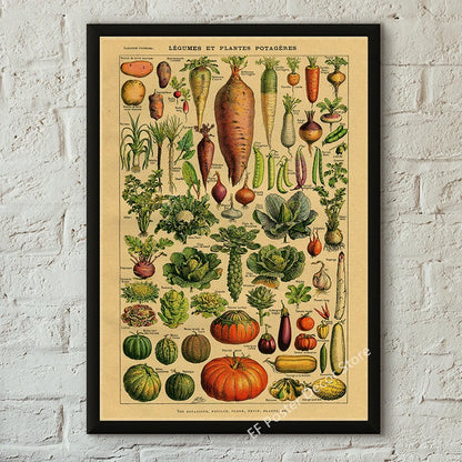 Botanical & Natural History Art Prints