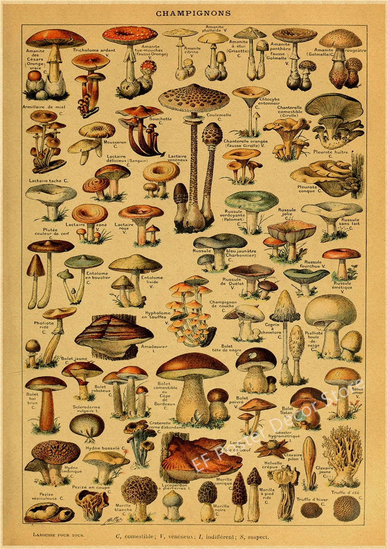 Botanical & Natural History Art Prints