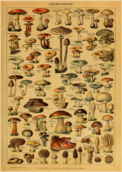 Botanical & Natural History Art Prints