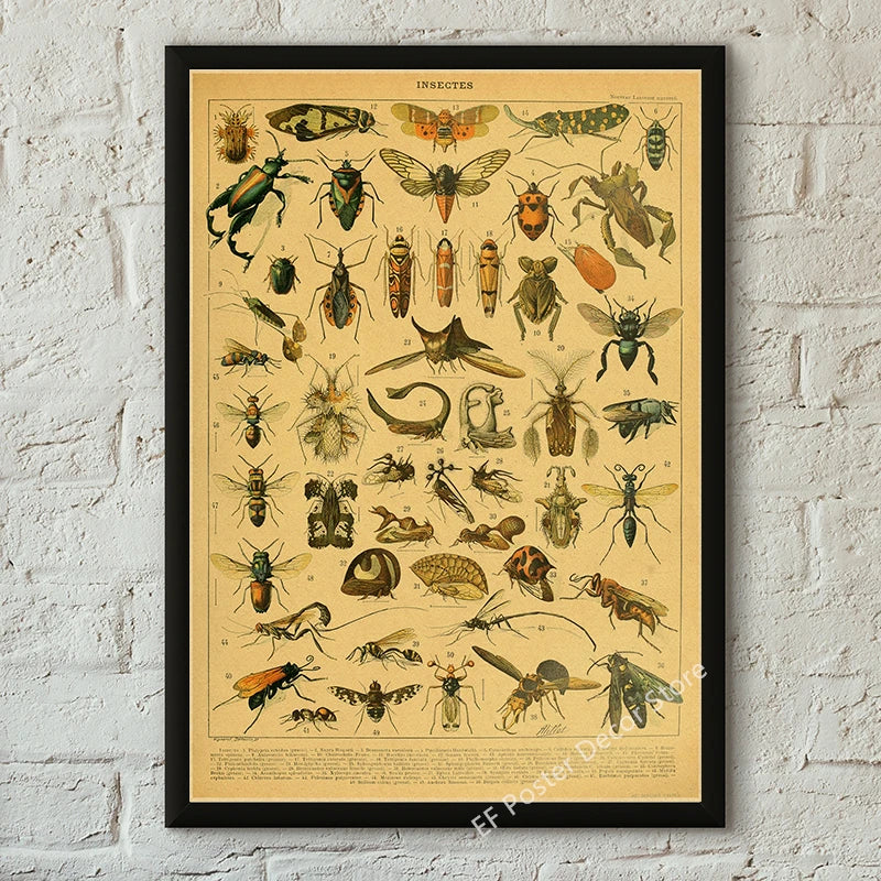 Botanical & Natural History Art Prints