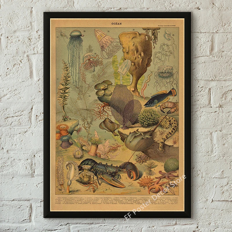Botanical & Natural History Art Prints