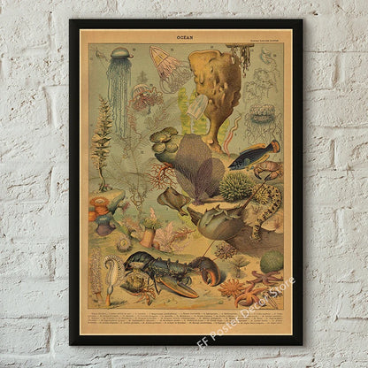 Botanical & Natural History Art Prints