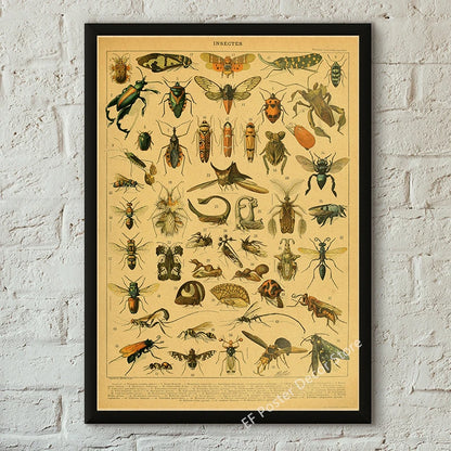 Botanical & Natural History Art Prints