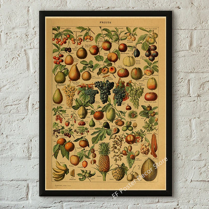Botanical & Natural History Art Prints