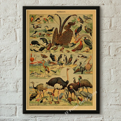Botanical & Natural History Art Prints