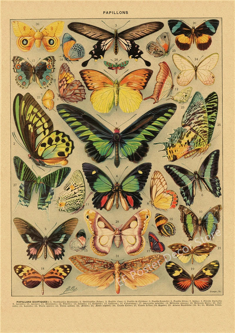 Botanical & Natural History Art Prints
