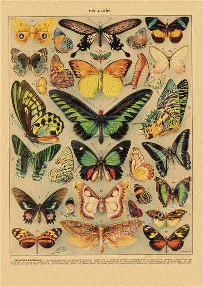 Botanical & Natural History Art Prints