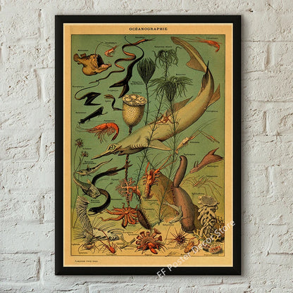 Botanical & Natural History Art Prints