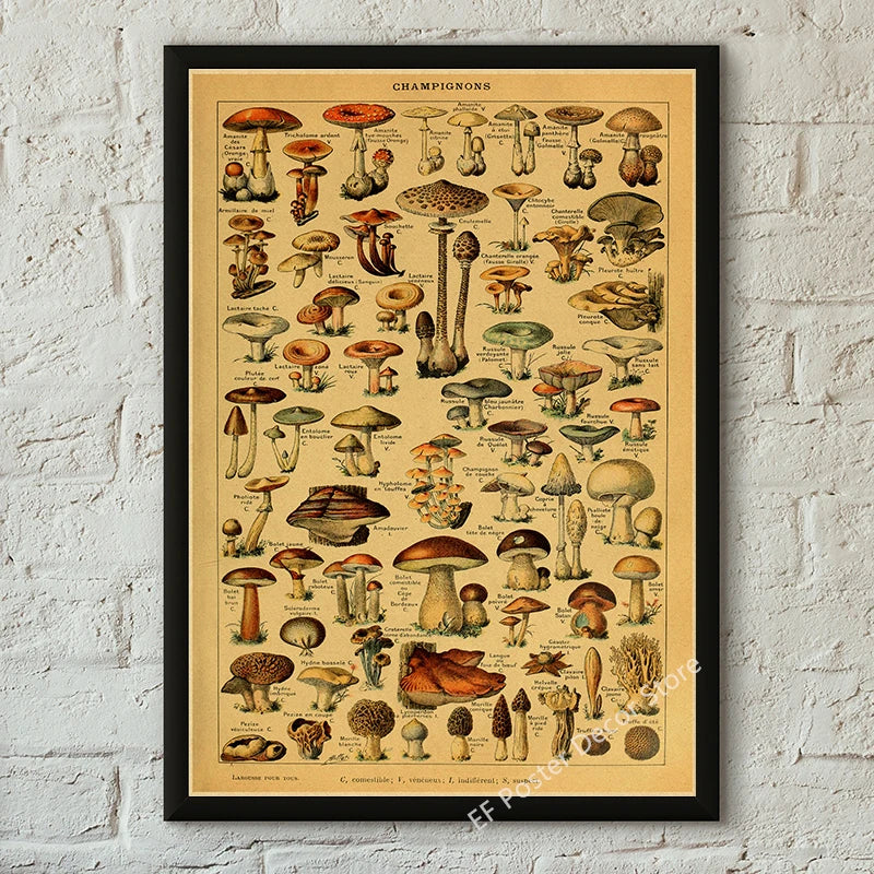 Botanical & Natural History Art Prints