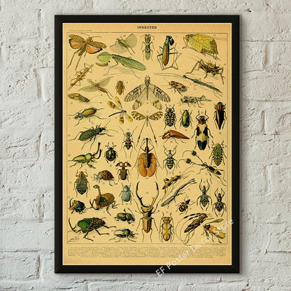 Botanical & Natural History Art Prints