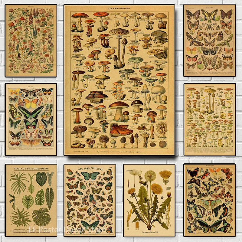 Botanical & Natural History Art Prints