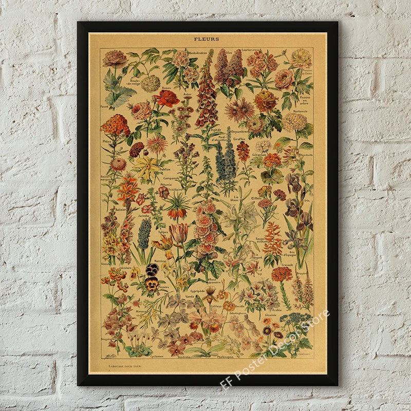 Botanical & Natural History Art Prints
