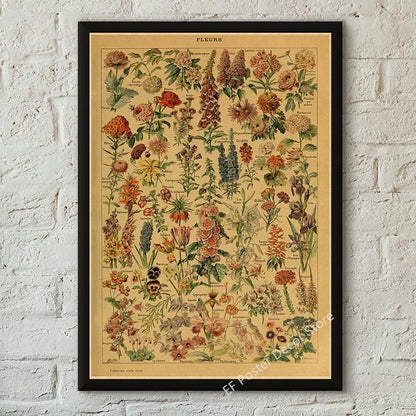 Botanical & Natural History Art Prints