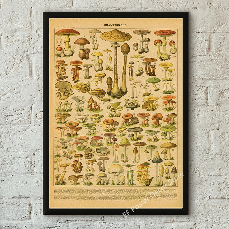 Botanical & Natural History Art Prints