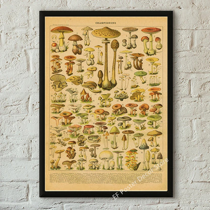 Botanical & Natural History Art Prints