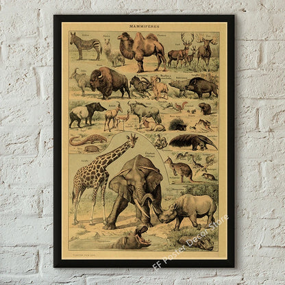 Botanical & Natural History Art Prints