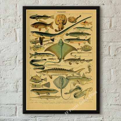 Botanical & Natural History Art Prints
