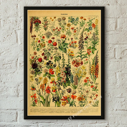 Botanical & Natural History Art Prints