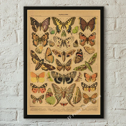 Botanical & Natural History Art Prints