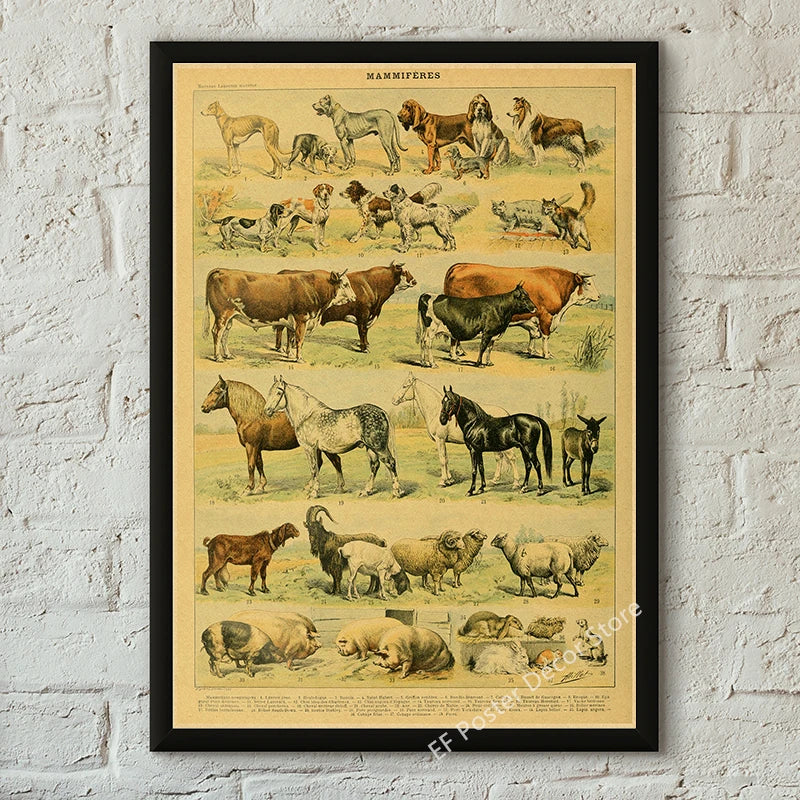 Botanical & Natural History Art Prints