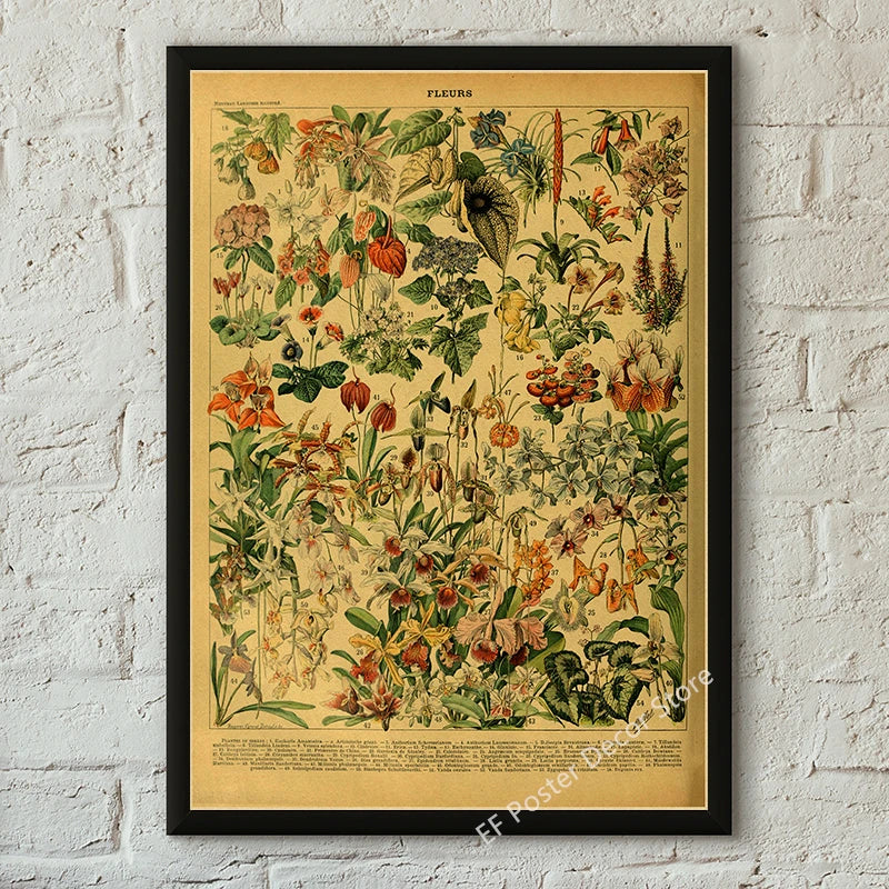 Botanical & Natural History Art Prints