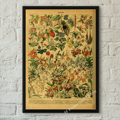 Botanical & Natural History Art Prints
