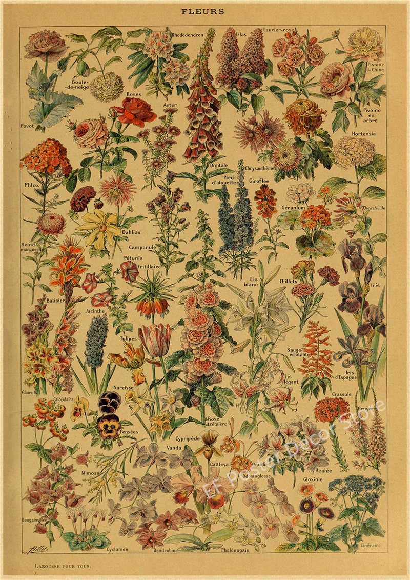 Botanical & Natural History Art Prints