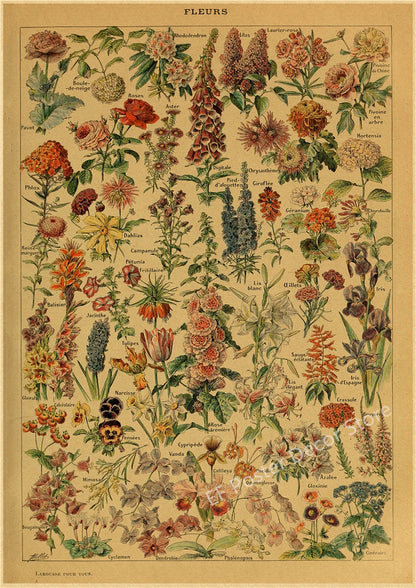 Botanical & Natural History Art Prints