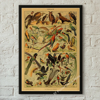 Botanical & Natural History Art Prints