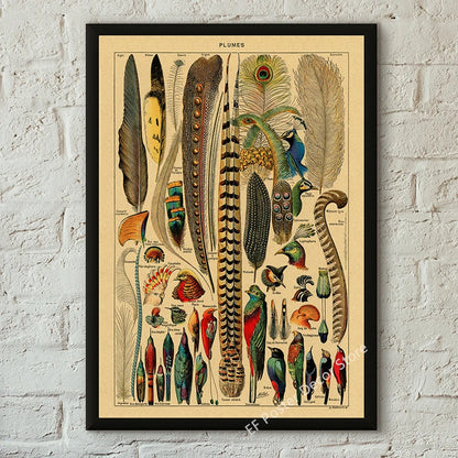 Botanical & Natural History Art Prints