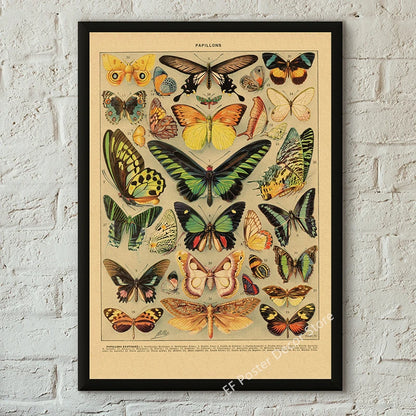 Botanical & Natural History Art Prints