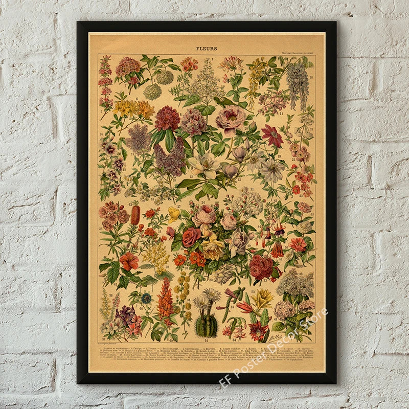 Botanical & Natural History Art Prints