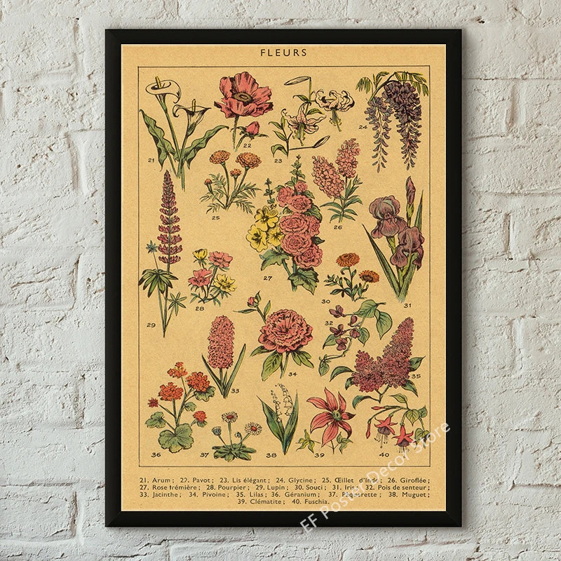 Botanical & Natural History Art Prints