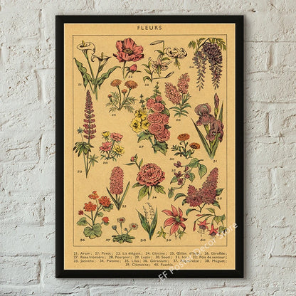 Botanical & Natural History Art Prints
