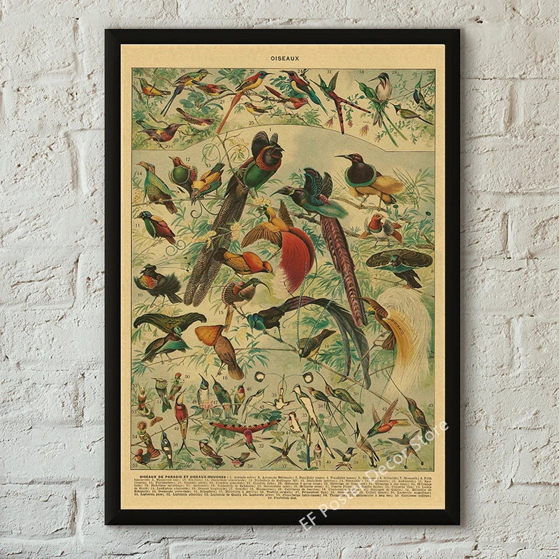 Botanical & Natural History Art Prints