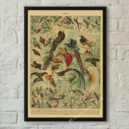 Botanical & Natural History Art Prints