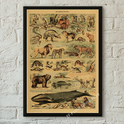 Botanical & Natural History Art Prints