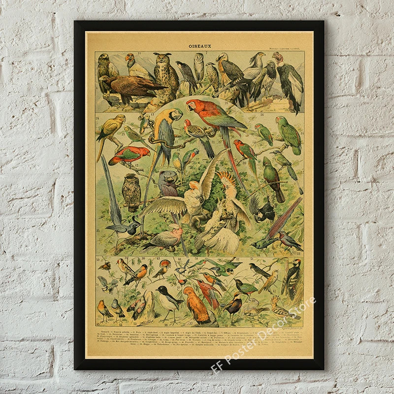Botanical & Natural History Art Prints