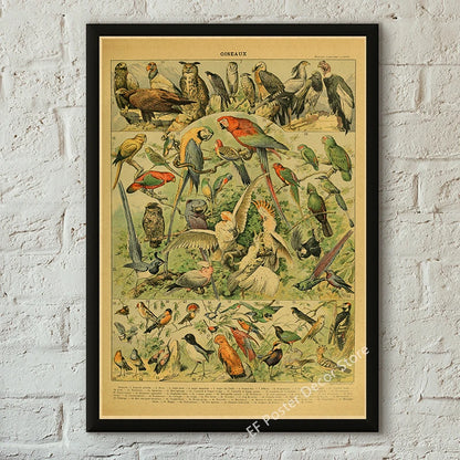 Botanical & Natural History Art Prints